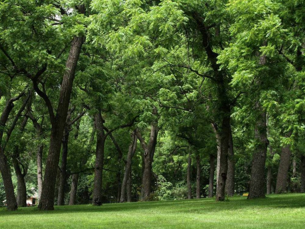 天然木种,百年成才;每亩1至5棵树;人工种植不易,世界稀缺木材