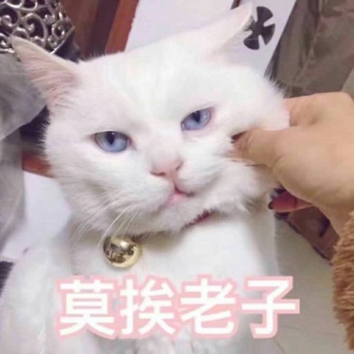 超有脾气的肥猫表情包:不要惹我,我是一只冷漠的狠猫