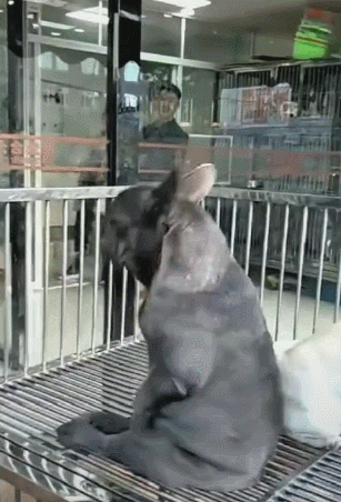 黑狗坐着不停跳摇滚,自己嗨翻天,卖不出去是有原因的