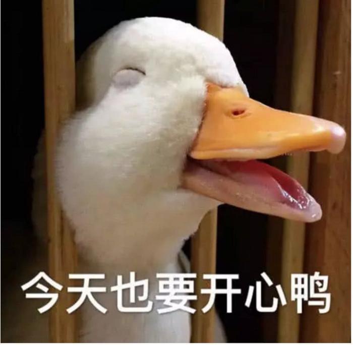 王思聪的新宠物鸭子,一只就要一万元