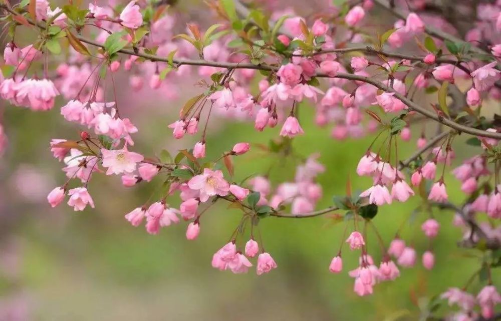 杏花春雨里,吹笛到天明
