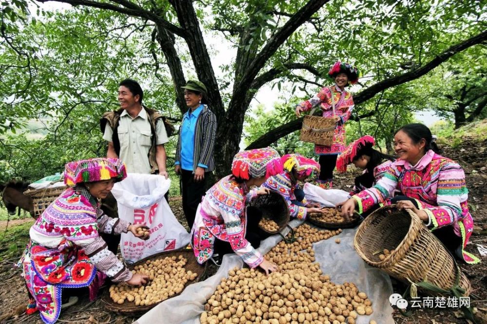 "乡愁楚雄"评选——知名特产提名 禄丰香醋,东河香米上榜