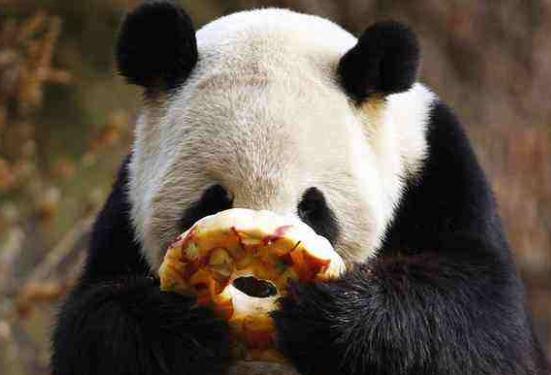 熊猫吃东西被偷拍,这一脸懵逼的表情真的萌化我了!