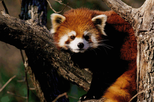 9!一票畅玩6000㎡室内动物园!羊驼,小浣熊……全都有!