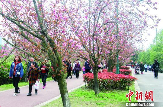 成都青白江凤凰湖迎来最佳樱花观赏期