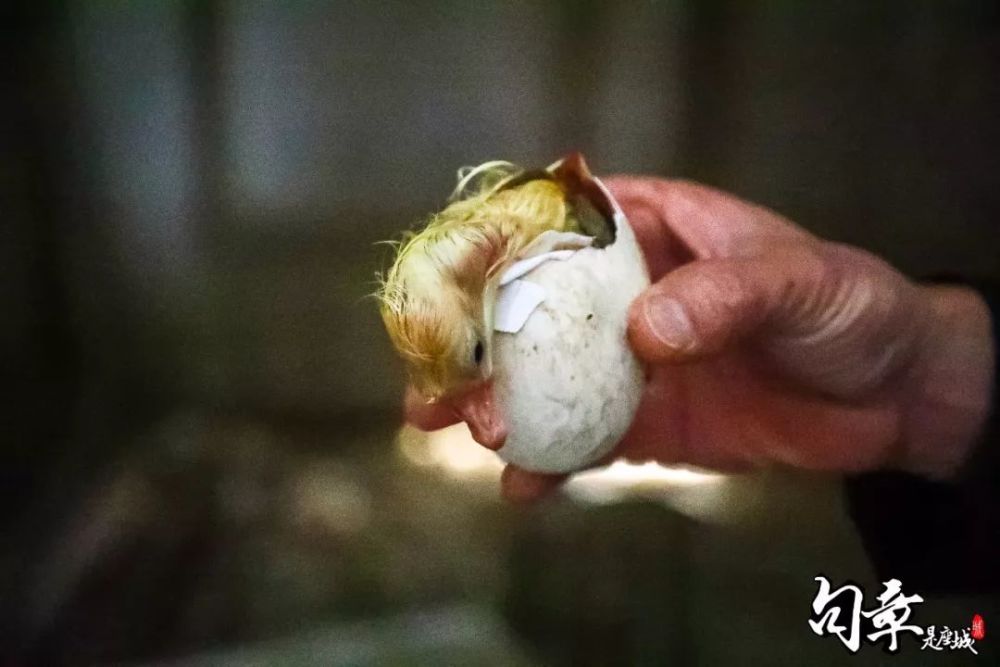 从放入孵化机到开始破壳 需要一个月的时间 从破壳开始到小鹅落地 又