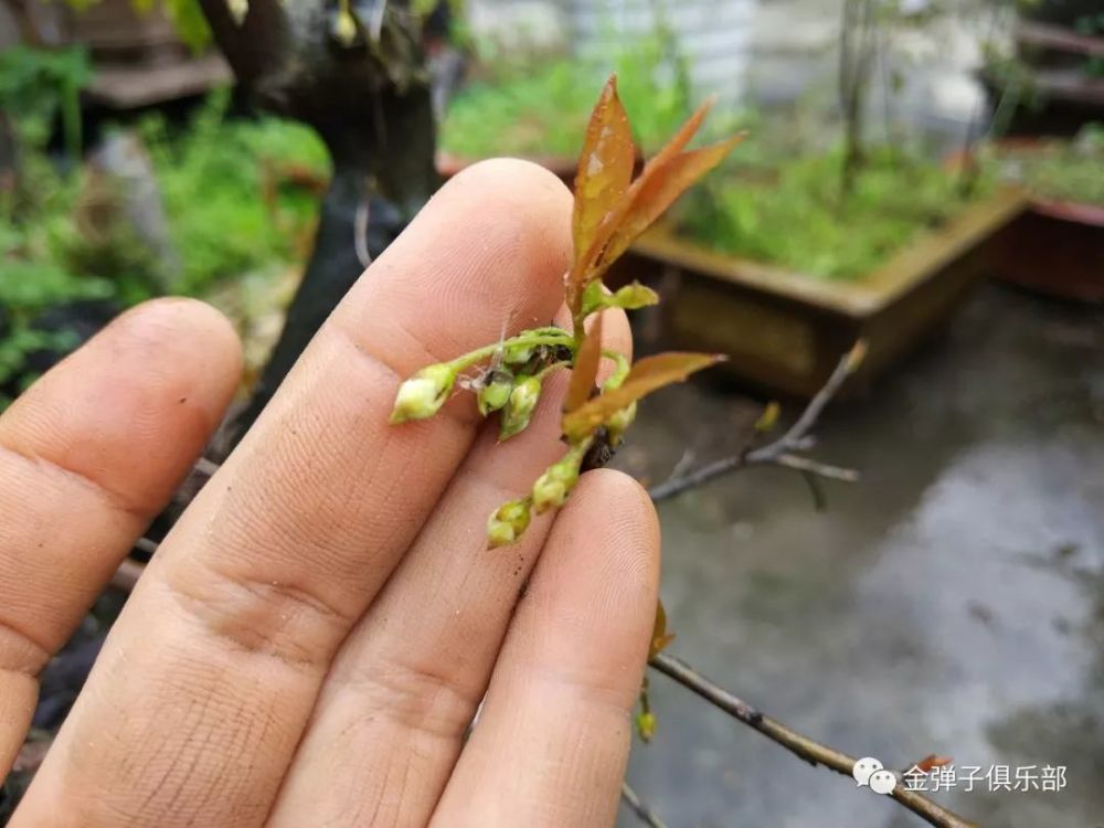 金弹子公花母花分辨