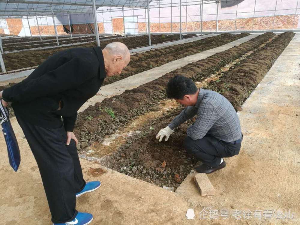 蚯蚓,土鸡,三农,农村养殖,农业