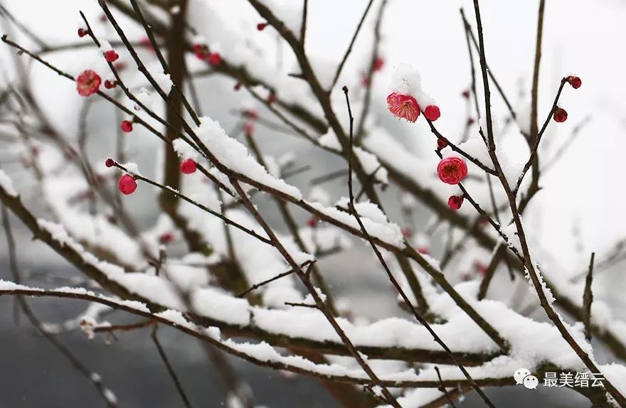 我爱冬天,爱冬天的梅花,冬天的雪,冬天里的温暖.