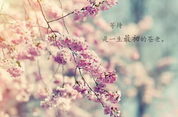 唯美樱花壁纸,美的太惊艳,动漫风和真实景象难分辨
