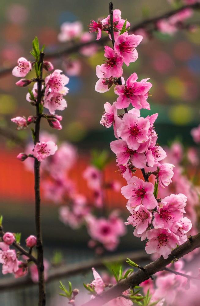 灌阳:桃花红,李花白,梨花将放未放时