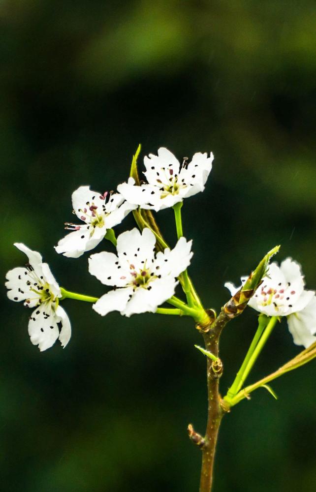 灌阳:桃花红,李花白,梨花将放未放时