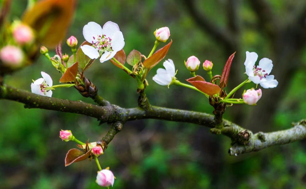 灌阳:桃花红,李花白,梨花将放未放时