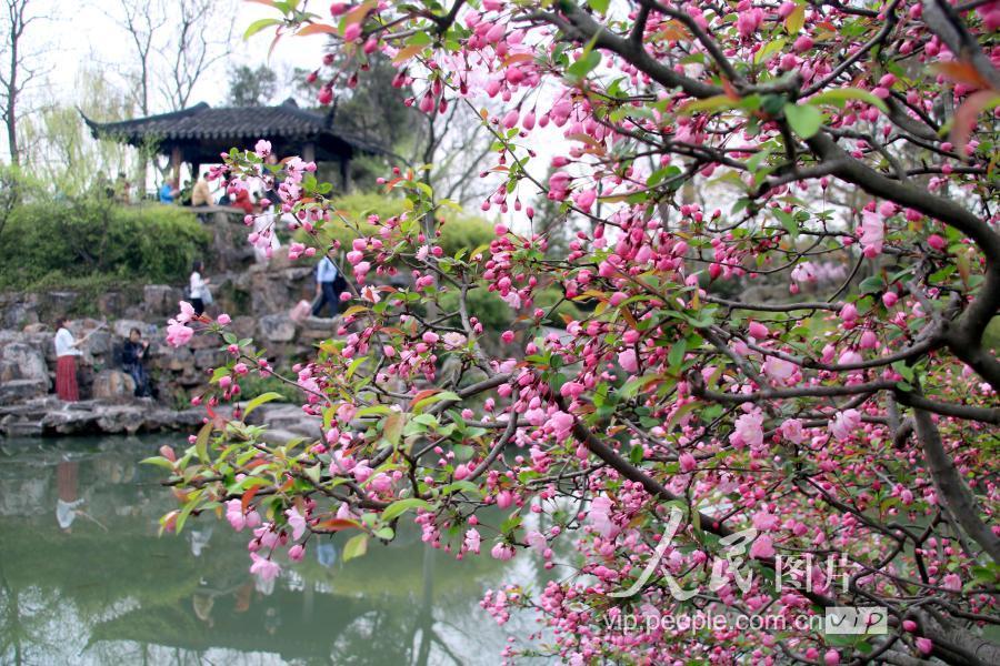 苏州:海棠花开拙政园