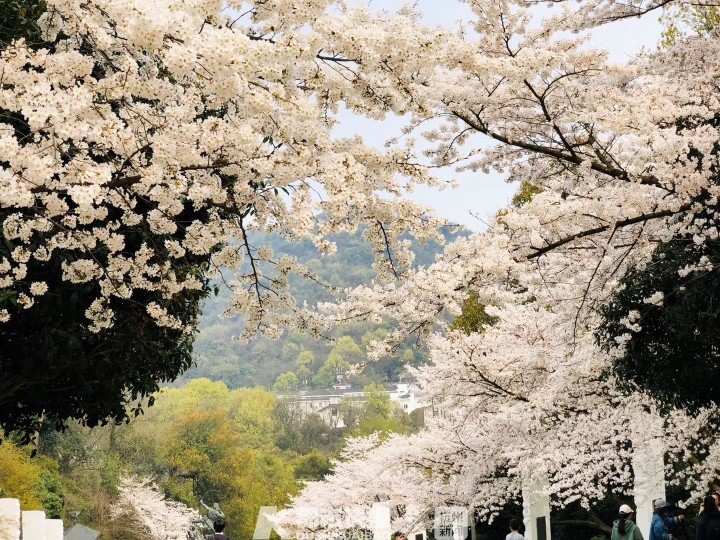 樱花,杭州,太子湾公园,公园,宗圣凯,花港