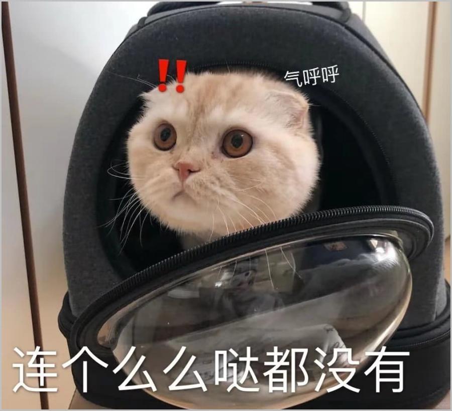 想吃,猫咪,看见,嘟嘟