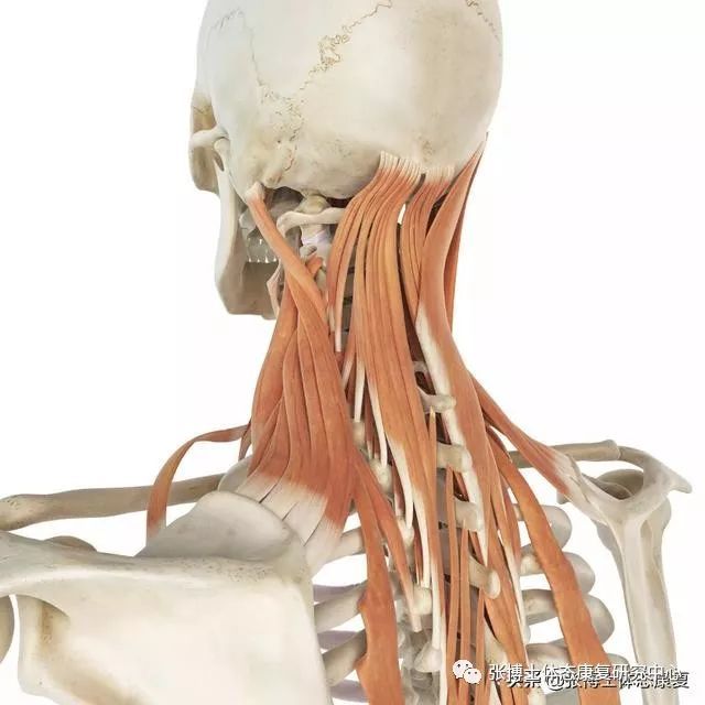 肩胛提肌的解剖功能与肩颈肌肉的自我松解方法