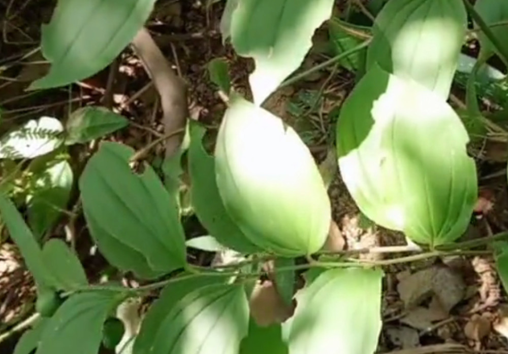黄精,玉竹,叶子,杂草,果实
