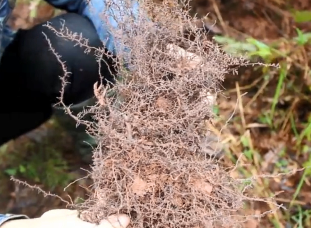 藤找到根部,一挖就是一大片的,然后把根茎上的泥土抖掉,密密麻麻的