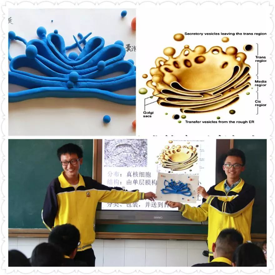 同学们在课余时间,用七彩超轻粘土捏出细胞核结构,细胞质,细胞膜的