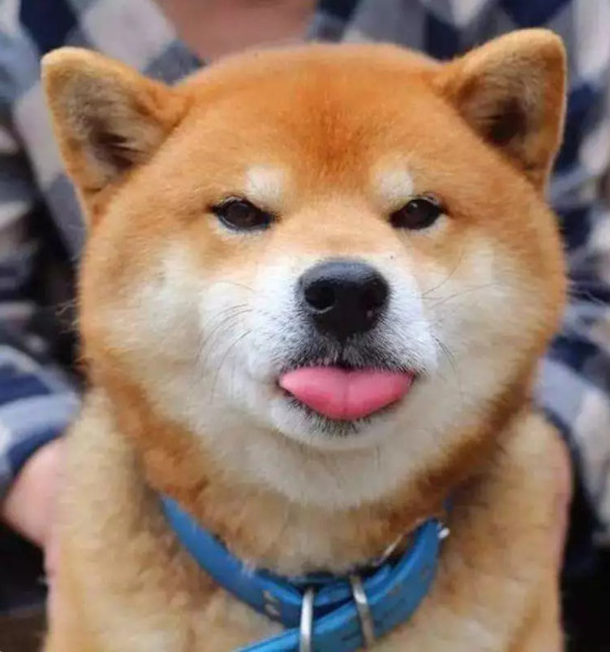 萌宠:金毛,比熊,二哈,柴犬这四种高颜值狗狗,你最喜欢