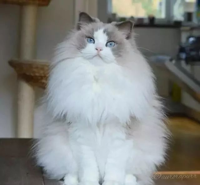 猫咪,王员外,王大拿,小猫,缅因猫