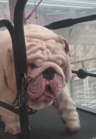 狗狗太胖要跑步,一路气喘吁吁,一见真容被吓坏了