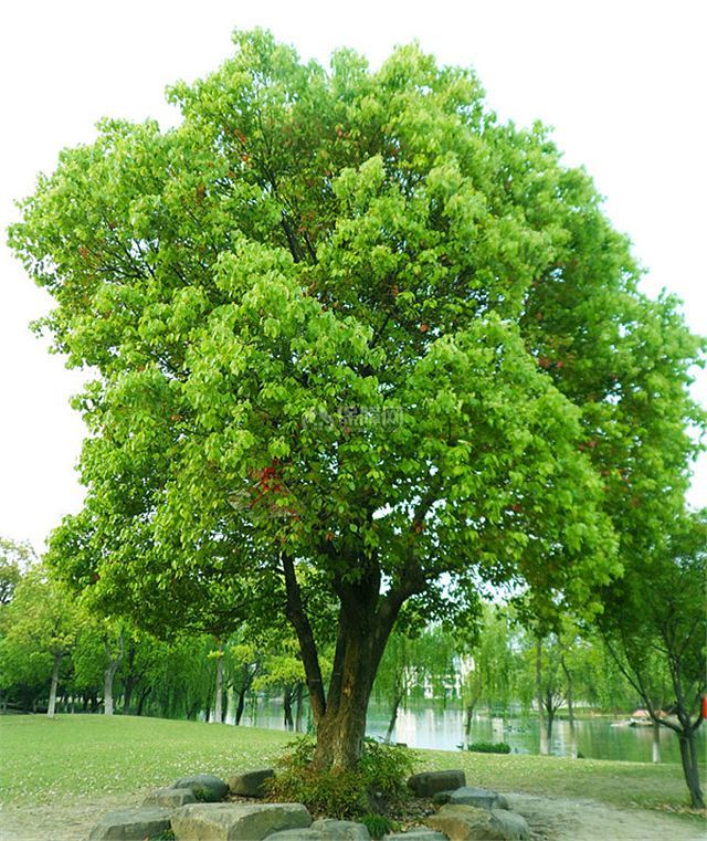 香樟树的种植都需要哪些条件,学习一下