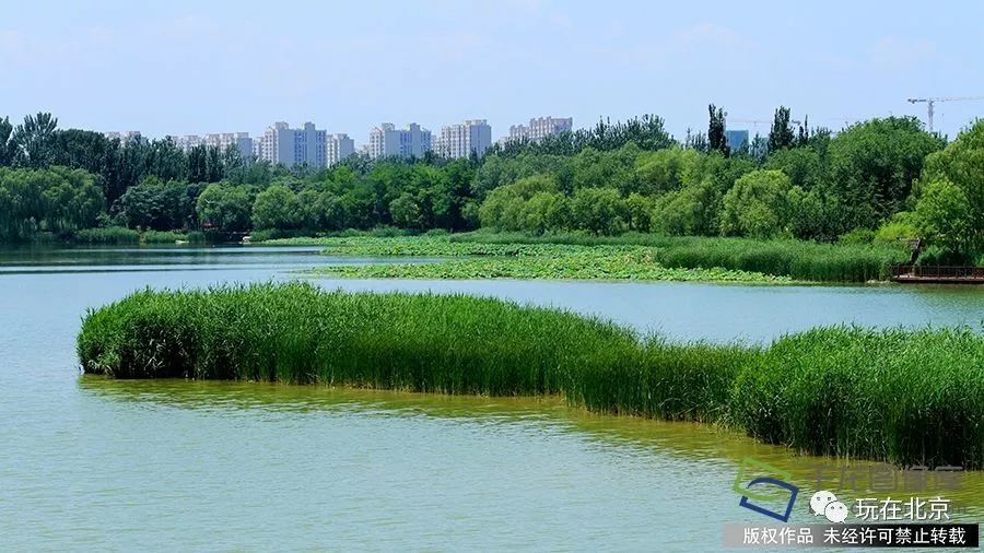 踏春游大兴 有哪些景点特别值得一去?