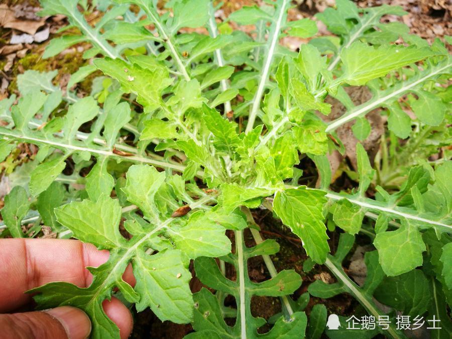 乡间泥胡菜,又称苦马菜,一种野生牧草,能消肿散结,清热解毒