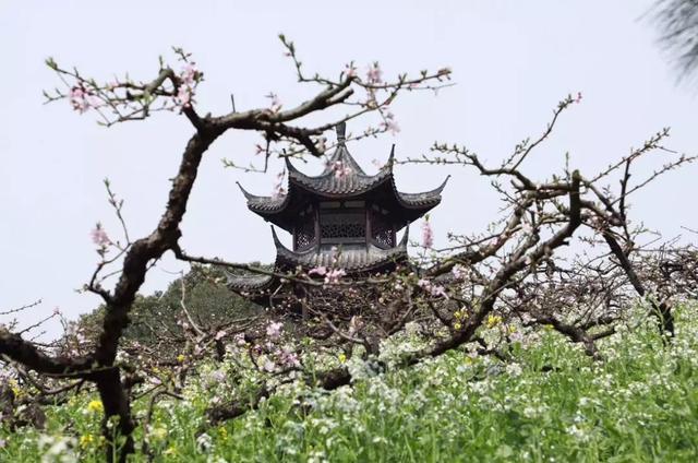 长兴城山沟第十一届桃花节重磅来袭!