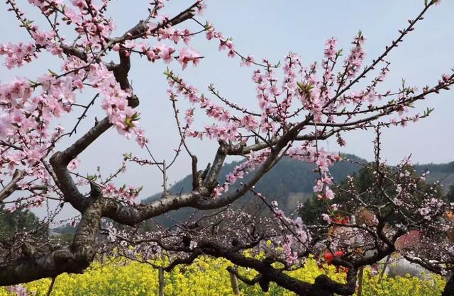 长兴城山沟第十一届桃花节重磅来袭!