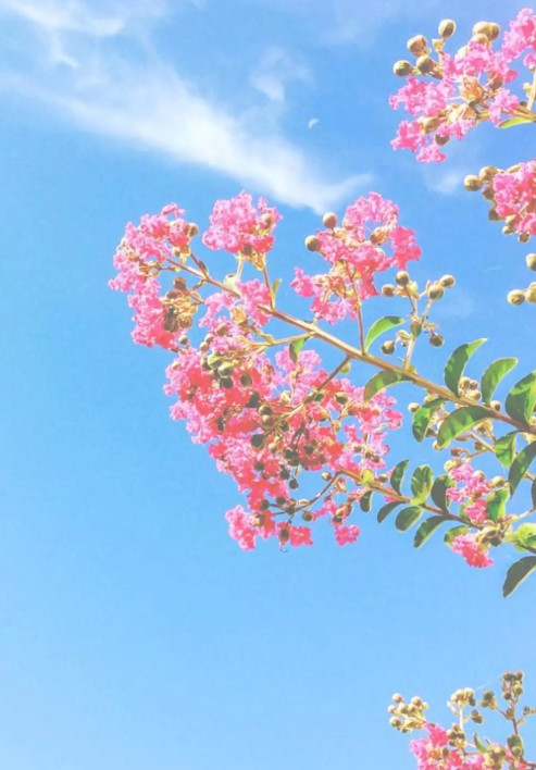 背景图,阳光,花瓣,花朵,娱乐