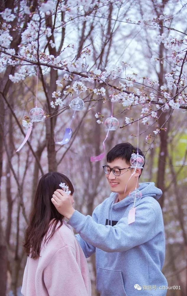 樱花也是爱情与希望的象征 偶遇正在樱花树下拍写真的情侣,太浪漫啦