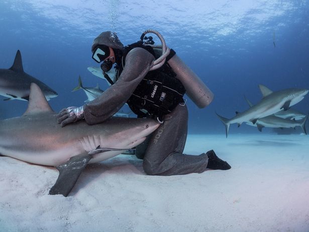 意大利美女潜水员与鲨鱼共游25年,却从未被咬过一口