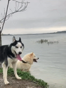 萨摩试图带着哈士奇游泳,却遭到二哈奋力反抗,傻也需要相互克制