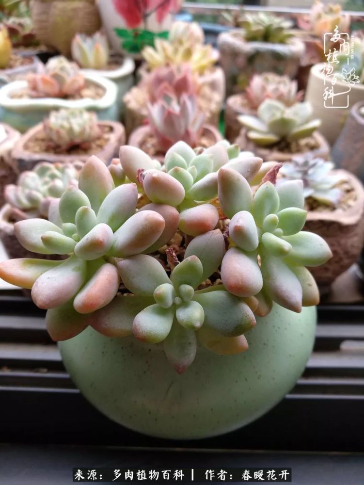 难怪大家都说多肉是治愈系的植物,我现在是深深体会到了,感谢这群可爱