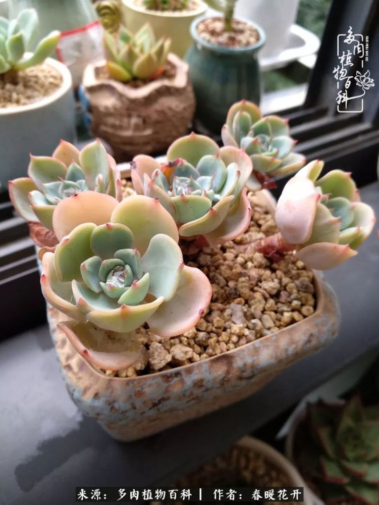 难怪大家都说多肉是治愈系的植物,我现在是深深体会到了,感谢这群可爱