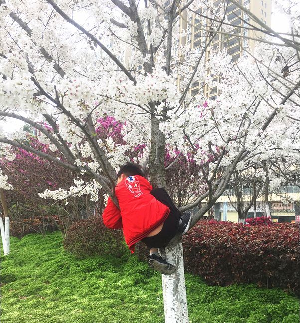 存在拉扯树枝,攀爬,摇晃树枝,摘花,乱扔垃圾等不文明的赏花行为