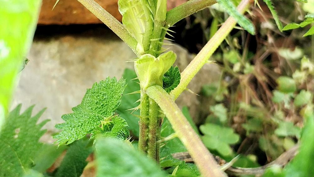 这种"火麻草",农村人遇到绕着走,殊不知是贵重的"百草