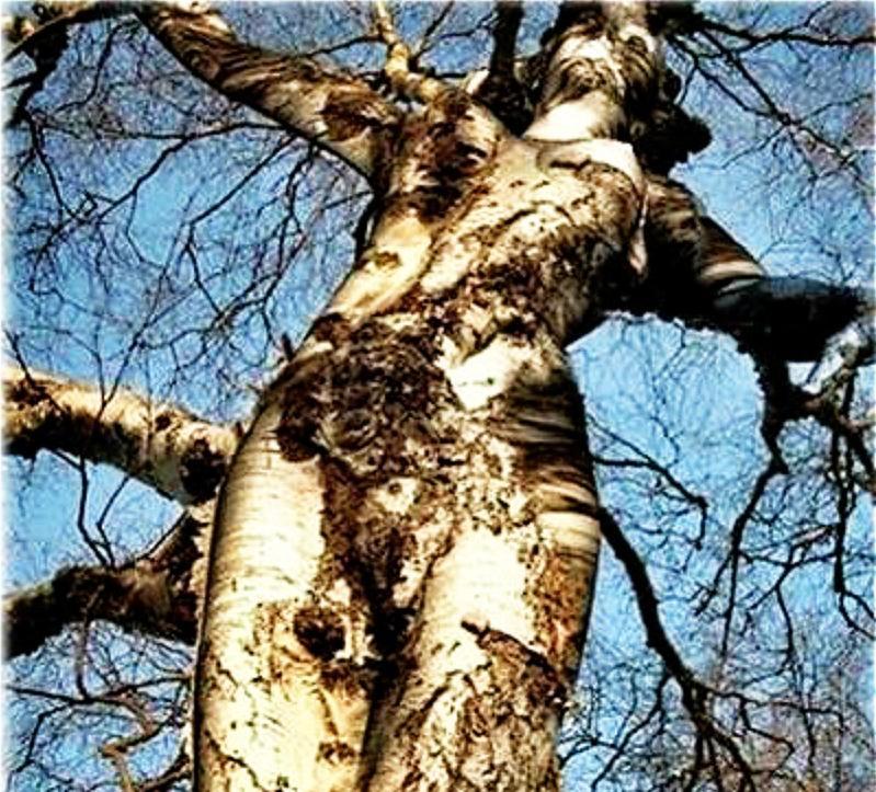 本图初看是一棵遒劲茂盛的树,再看却像个"女人",而且细看好像还会让人