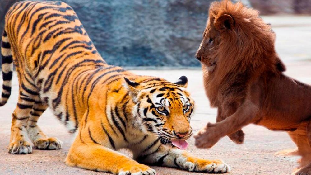 老虎和狮子单打独斗谁能赢?专家的回答果然没有让人意外