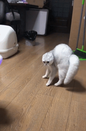 主人装扮成大灰狼猫咪吓得立马炸毛差点失去理智