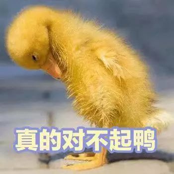小鸭子表情包:你找哪位鸭