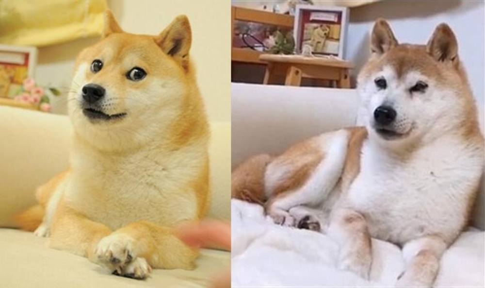 柴犬gag图始祖"doge"年届13岁,原来已是位老婆婆!