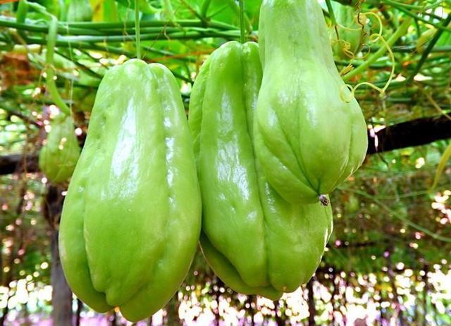 "便宜"的一种瓜,被称为"千斤瓜",产量高,种1棵全家够吃!