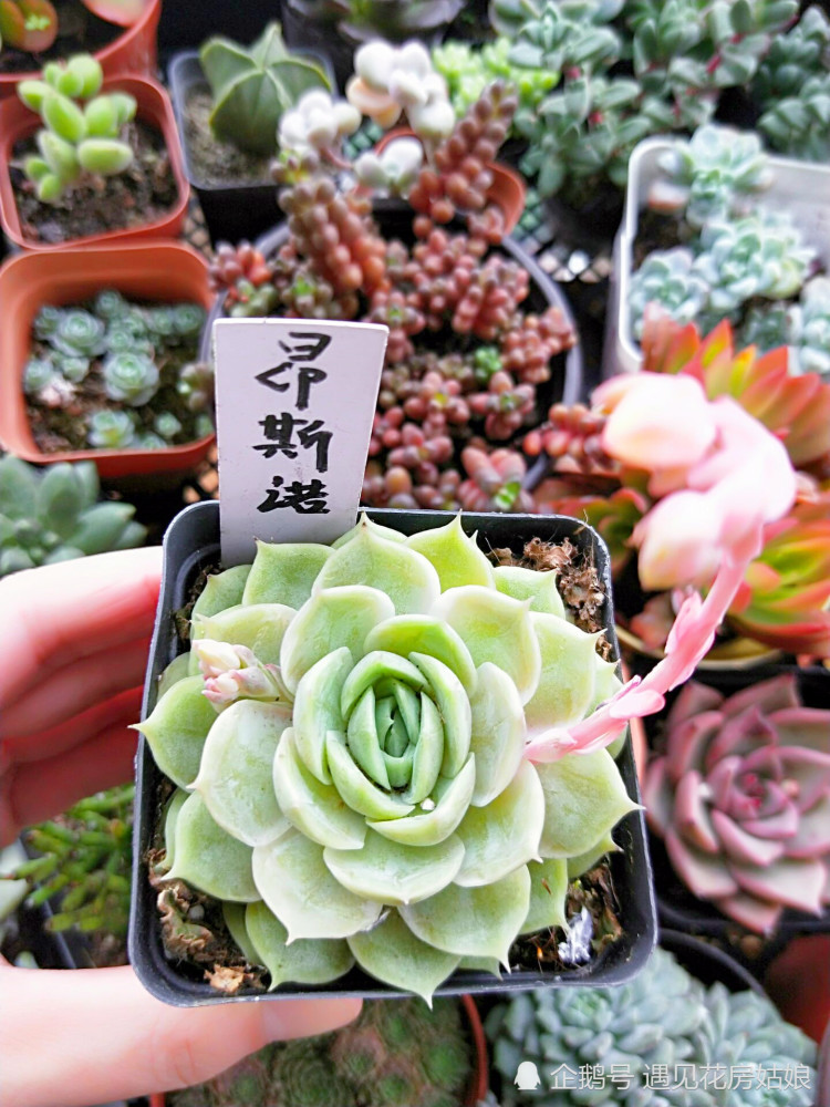 多肉"昂斯诺"长花剑,扎着小辫子的"绿莲花"!