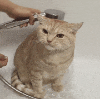 二,给猫洗澡的7个注意事项 直接在浴室里让猫咪站立在地面洗澡,因为