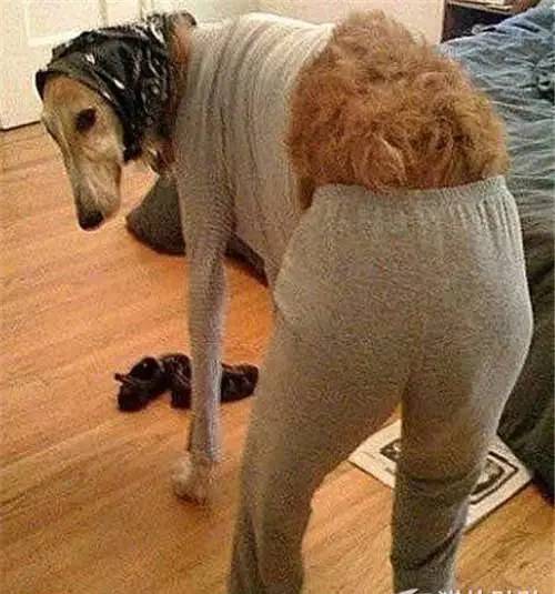 一条毛裤引爆了整个俄罗斯的生活圈！