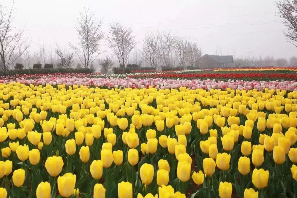 2019第三届沂蒙花朝节3月30日在沂水花彩小镇盛装启幕